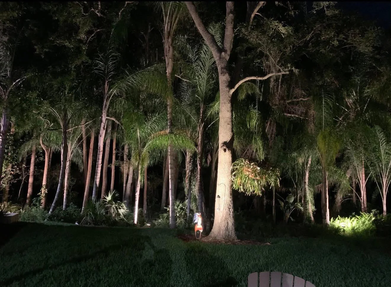 Uplighting installed at base of tall palm and hardwood trees, illuminating canopy at night