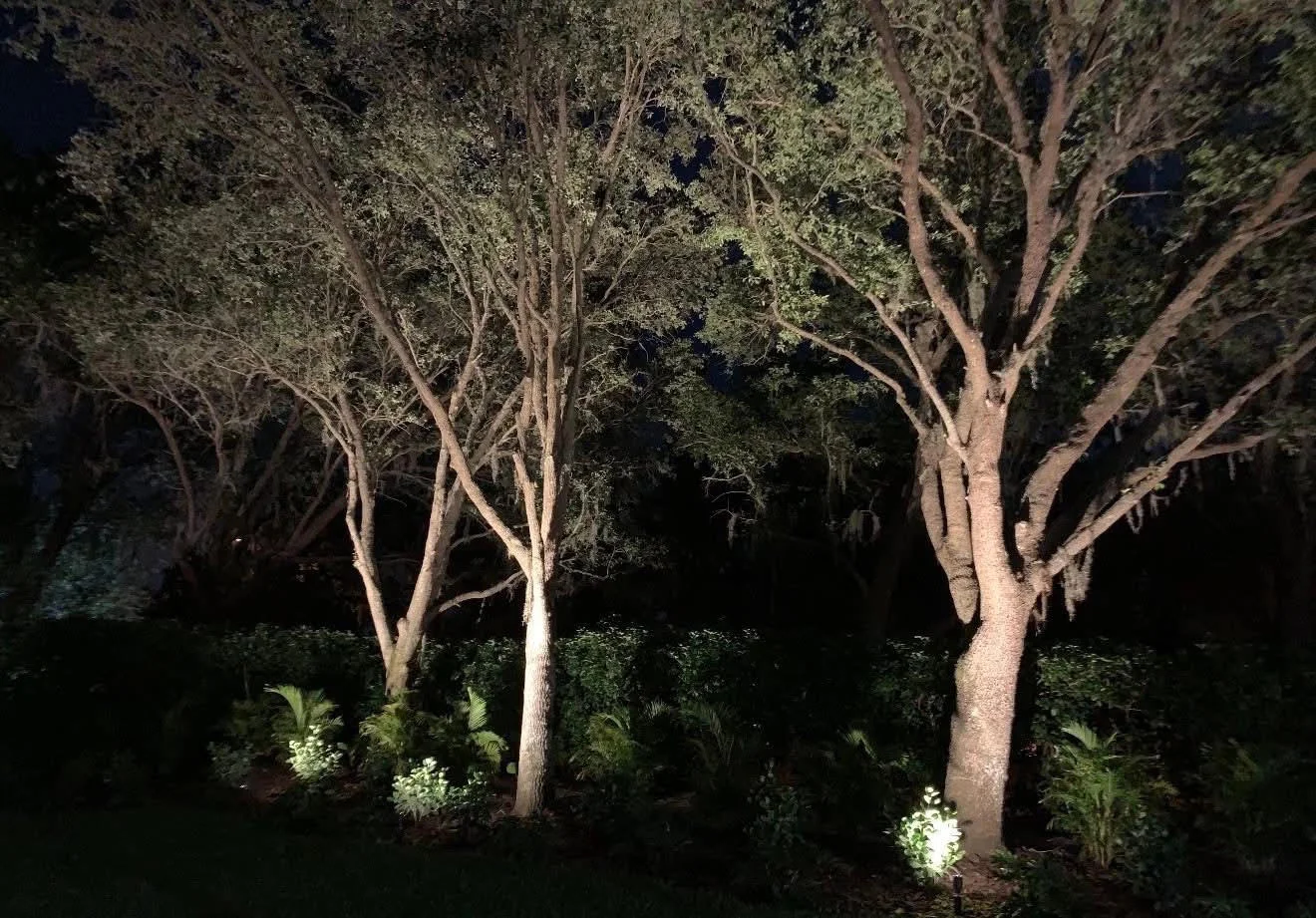 Uplighting on mature trees and landscape plantings at night